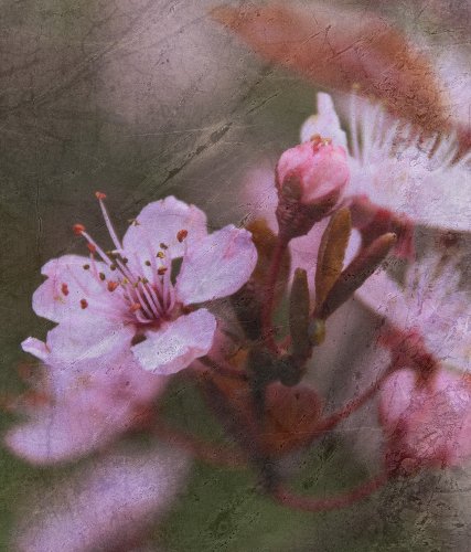 stilisierte Blüte 